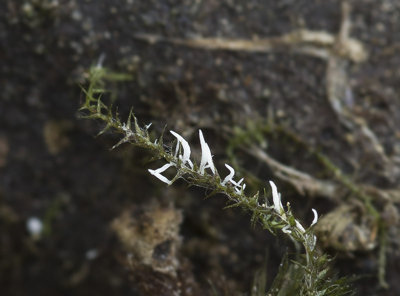 Bryopistillaria sagittiformis